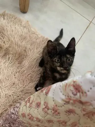 Gato ra a SRD idade 2 a 6 meses nome Diana (Águas Lindas - GO)