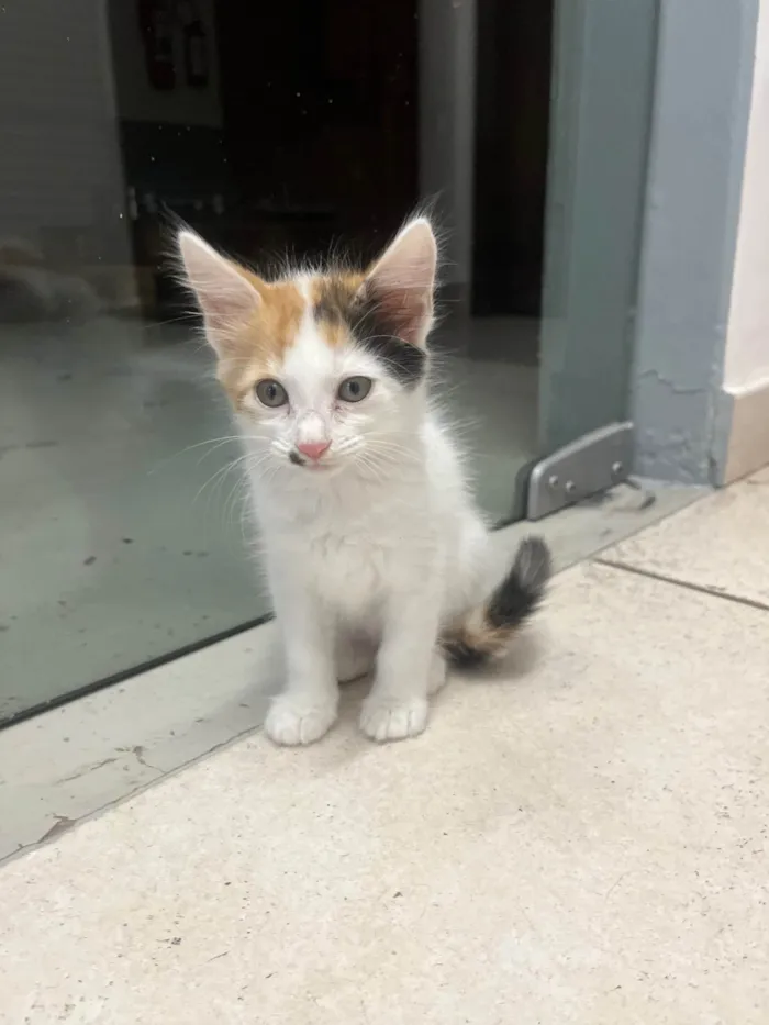 Gato ra a SRD-ViraLata idade Abaixo de 2 meses nome Marilyn