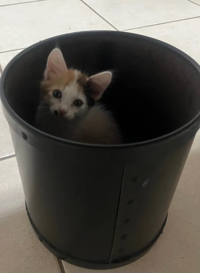 Gato ra a SRD-ViraLata idade Abaixo de 2 meses nome Marilyn