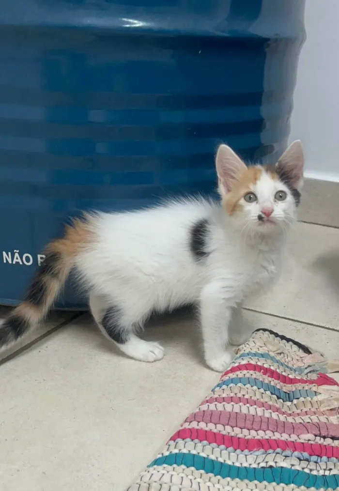 Gato ra a SRD-ViraLata idade Abaixo de 2 meses nome Marilyn