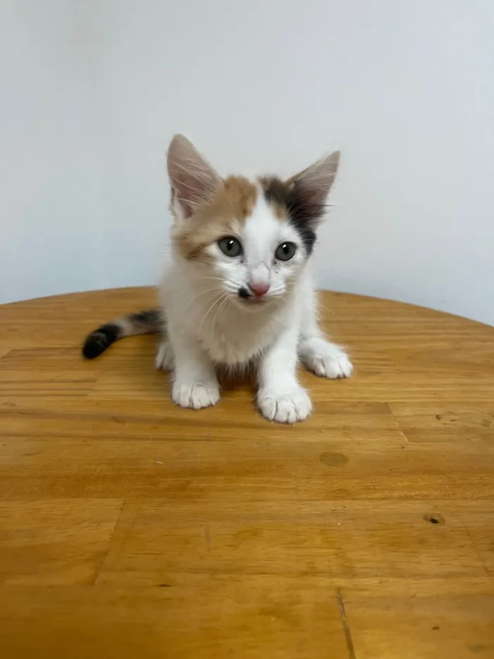 Gato ra a SRD-ViraLata idade Abaixo de 2 meses nome Marilyn