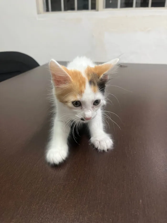 Gato ra a SRD-ViraLata idade Abaixo de 2 meses nome Marilyn