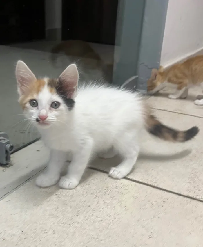 Gato ra a SRD-ViraLata idade Abaixo de 2 meses nome Marilyn