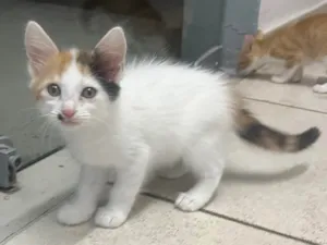 Gato raça SRD-ViraLata idade Abaixo de 2 meses nome Marilyn