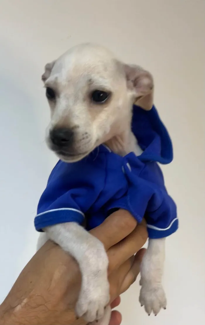 Cachorro ra a Mix de pincher idade 2 a 6 meses nome Buddy