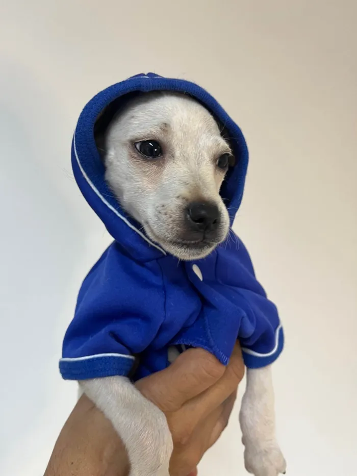 Cachorro ra a Mix de pincher idade 2 a 6 meses nome Buddy