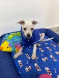 Buddy