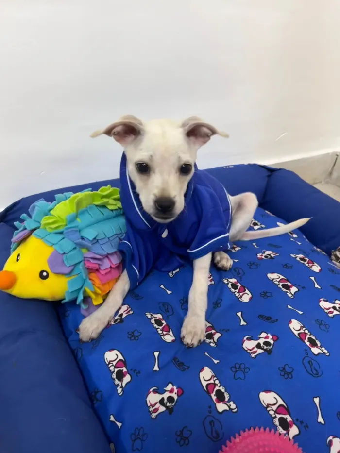 Cachorro ra a Mix de pincher idade 2 a 6 meses nome Buddy
