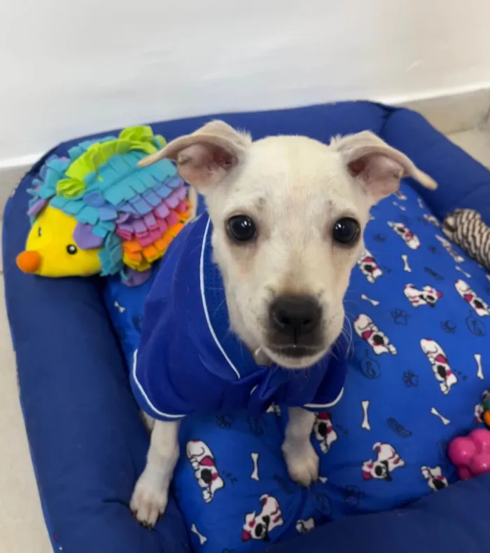 Cachorro ra a Mix de pincher idade 2 a 6 meses nome Buddy