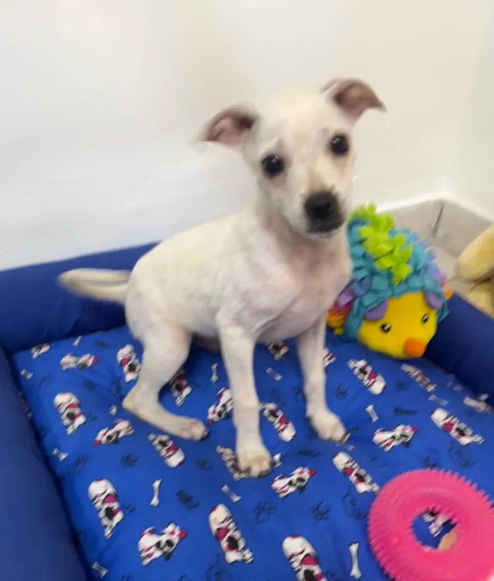 Cachorro ra a Mix de pincher idade 2 a 6 meses nome Buddy