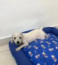 Buddy
