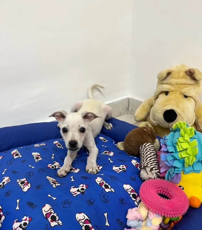 Cachorro ra a Mix de pincher idade 2 a 6 meses nome Buddy