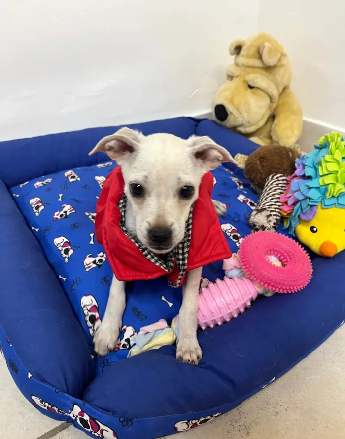 Cachorro ra a Mix de pincher idade 2 a 6 meses nome Buddy