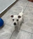 Buddy