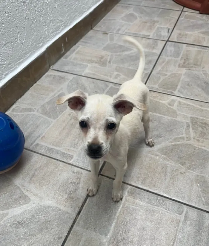Cachorro ra a Mix de pincher idade 2 a 6 meses nome Buddy