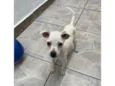 Buddy