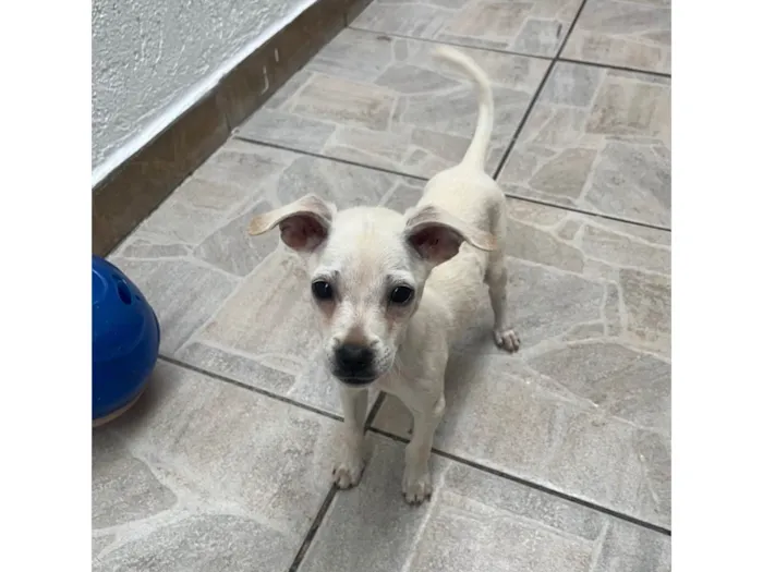 Cachorro ra a Mix de pincher idade 2 a 6 meses nome Buddy