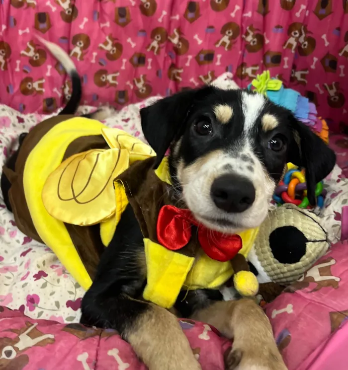 Cachorro ra a SRD-ViraLata idade 2 a 6 meses nome Lory