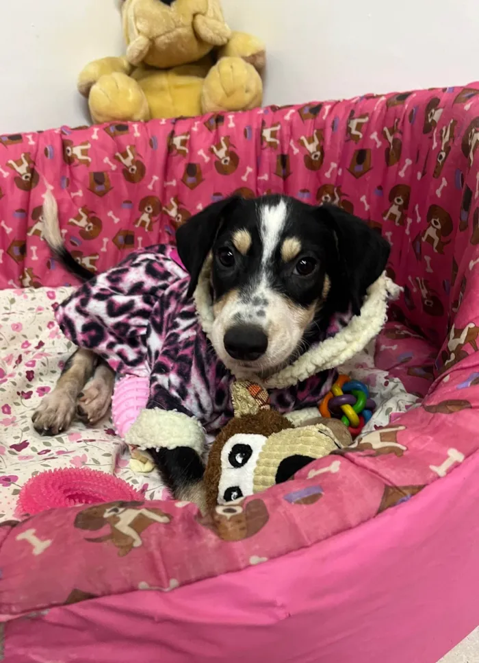 Cachorro ra a SRD-ViraLata idade 2 a 6 meses nome Lory