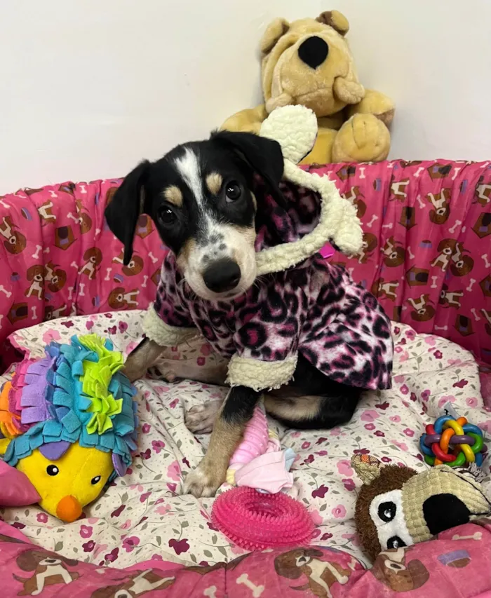 Cachorro ra a SRD-ViraLata idade 2 a 6 meses nome Lory