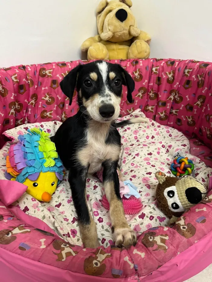 Cachorro ra a SRD-ViraLata idade 2 a 6 meses nome Lory