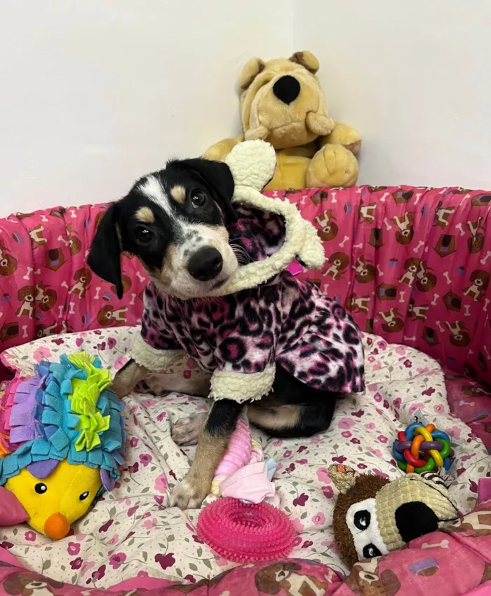 Cachorro ra a SRD-ViraLata idade 2 a 6 meses nome Lory