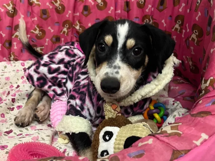 Cachorro ra a SRD-ViraLata idade 2 a 6 meses nome Lory