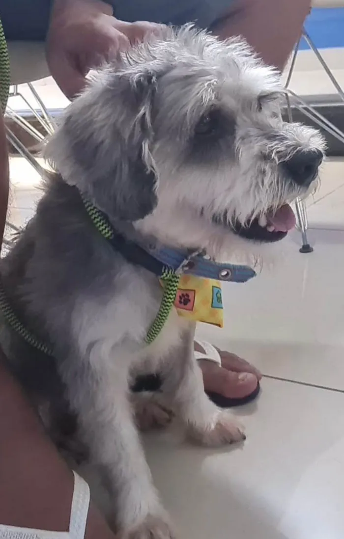 Cachorro ra a SRD-ViraLata idade 2 anos nome Bidu (Mix de Shnauzer Porte P)