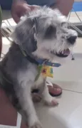 Bidu (Mix de Shnauzer Porte P)