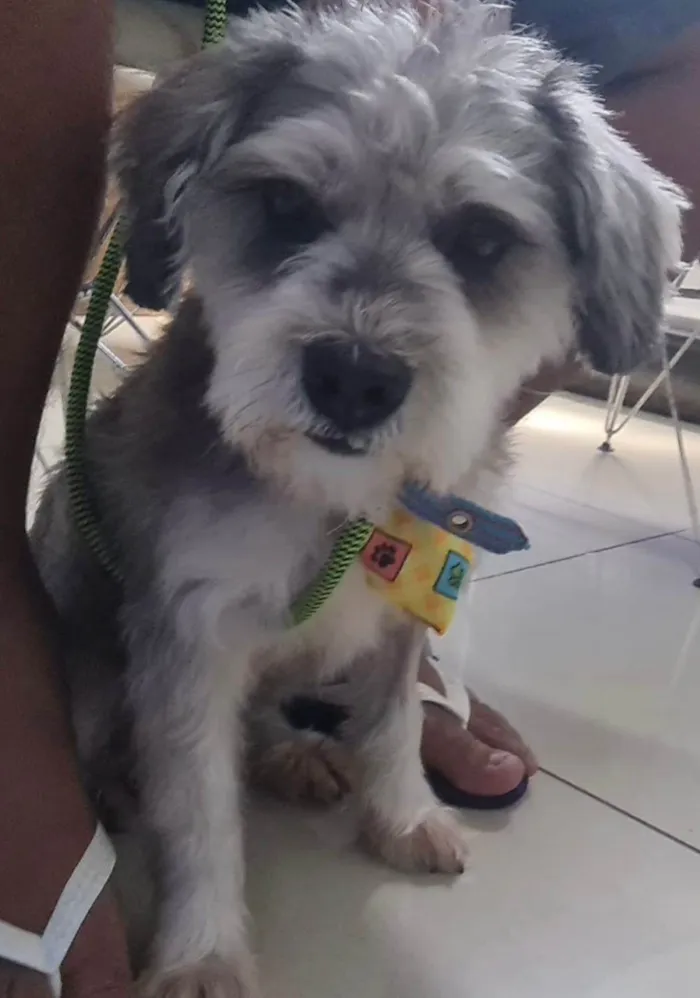 Cachorro ra a SRD-ViraLata idade 2 anos nome Bidu (Mix de Shnauzer Porte P)