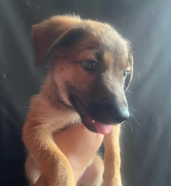 Cachorro ra a SRD-ViraLata idade 2 a 6 meses nome Boby