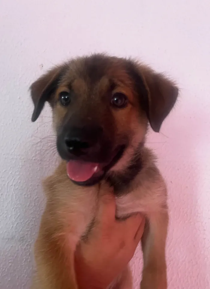 Cachorro ra a SRD-ViraLata idade 2 a 6 meses nome Boby