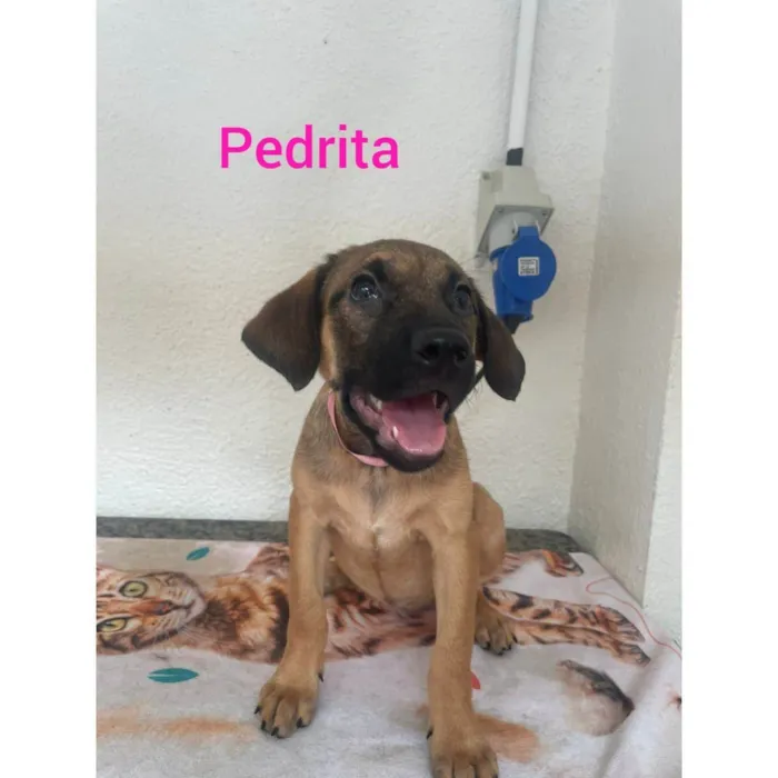 Cachorro ra a SRD-ViraLata idade 2 a 6 meses nome Pedrita 