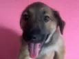 Boby