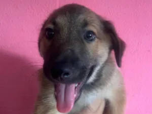 Cachorro raça SRD-ViraLata idade 2 a 6 meses nome Boby