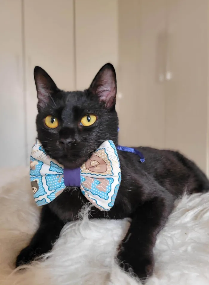 Gato ra a srd idade 7 a 11 meses nome Mayos