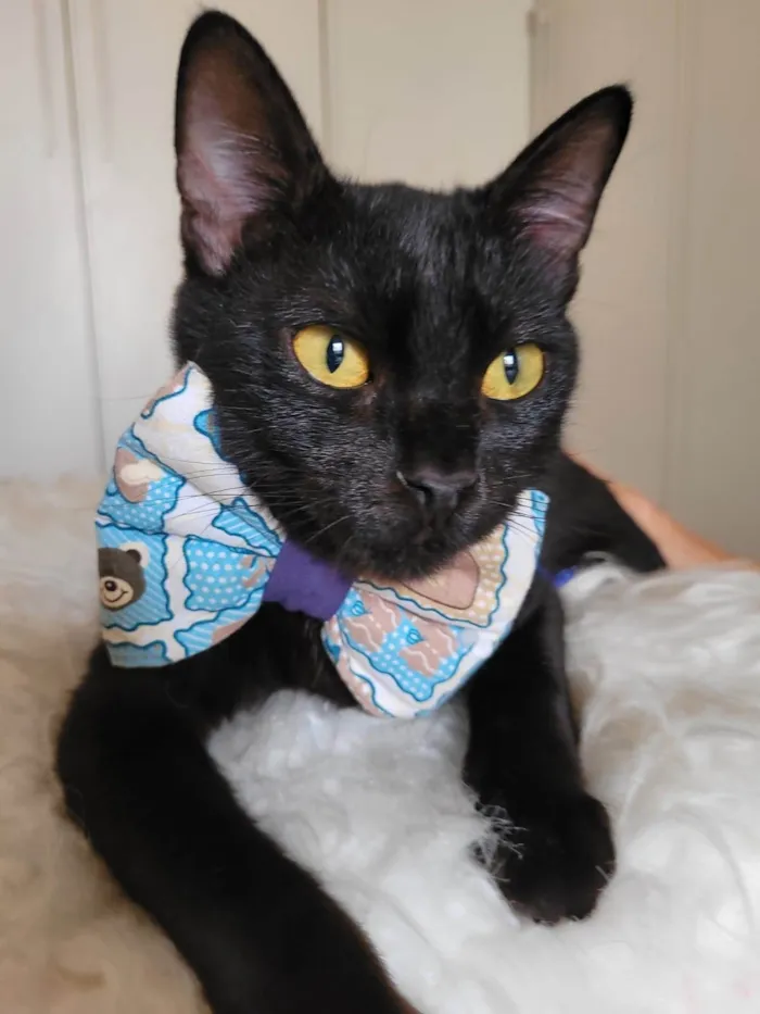 Gato ra a srd idade 7 a 11 meses nome Mayos