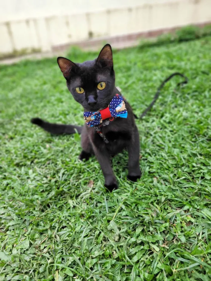 Gato ra a srd idade 7 a 11 meses nome Mayos