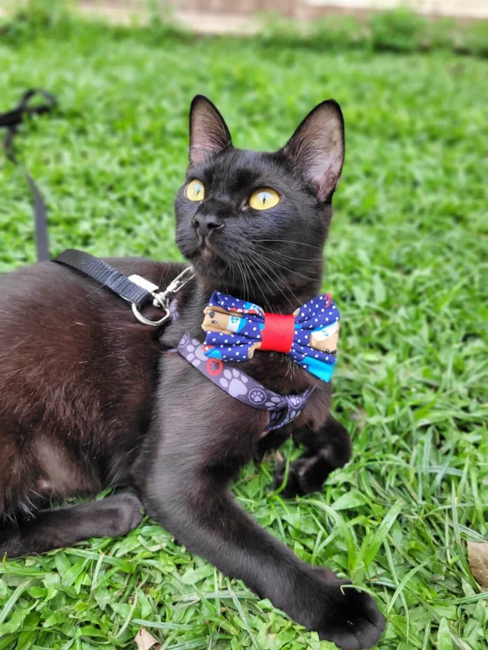 Gato ra a srd idade 7 a 11 meses nome Mayos