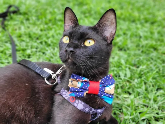 Gato ra a srd idade 7 a 11 meses nome Mayos