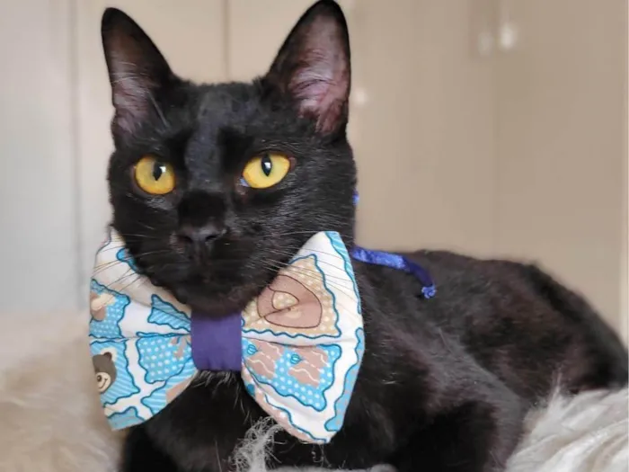 Gato ra a srd idade 7 a 11 meses nome Mayos