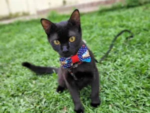 Gato raça srd idade 7 a 11 meses nome Mayos