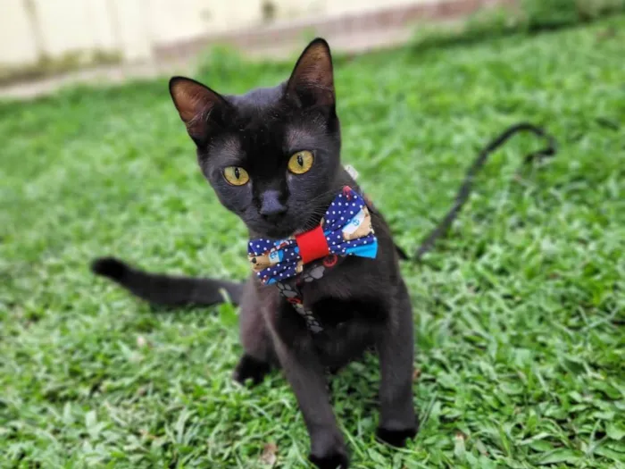 Gato ra a srd idade 7 a 11 meses nome Mayos