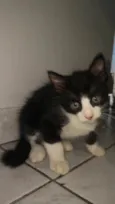jolão