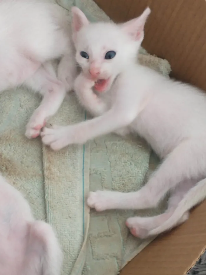 Gato ra a comum idade Abaixo de 2 meses nome Tibbis