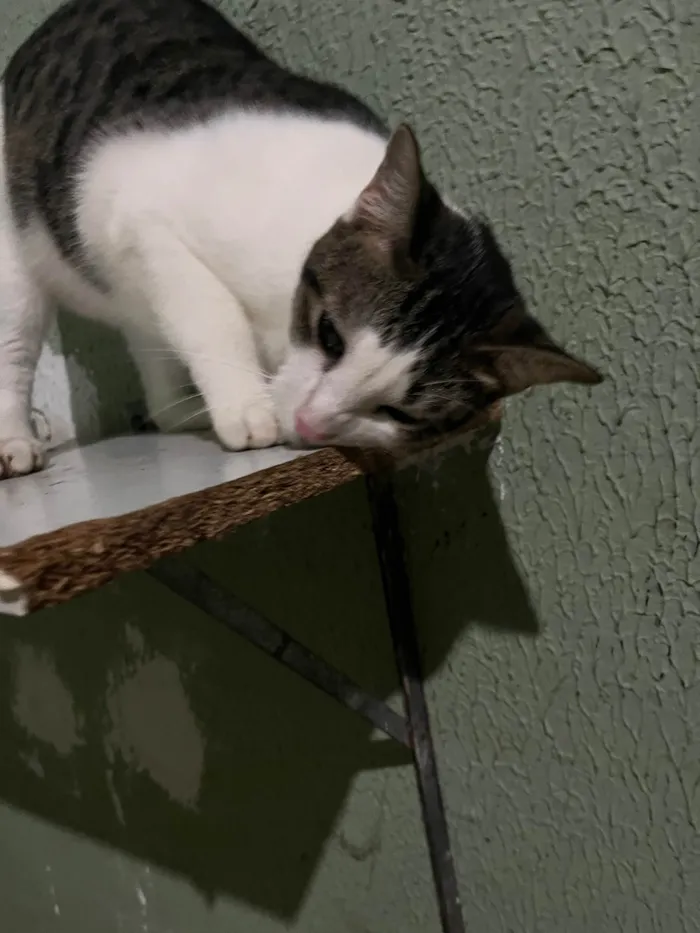 Gato ra a Comum idade 7 a 11 meses nome Nenê 