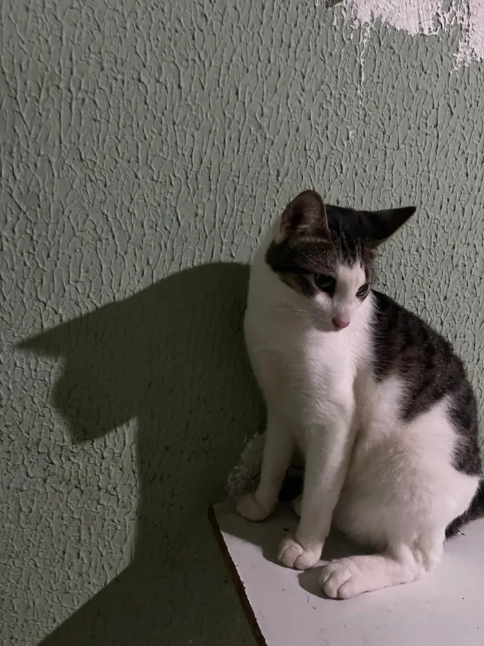 Gato ra a Comum idade 7 a 11 meses nome Nenê 