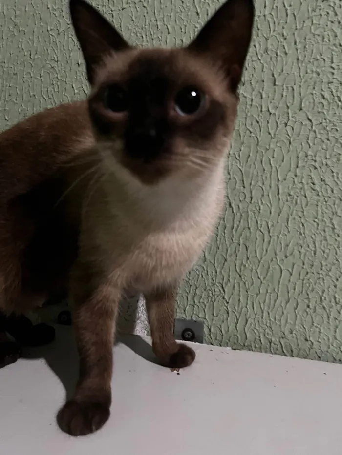 Gato ra a Sianez idade 2 anos nome Xuxu 