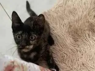 Gato ra a SRD idade 2 a 6 meses nome Diana (Águas Lindas - GO)