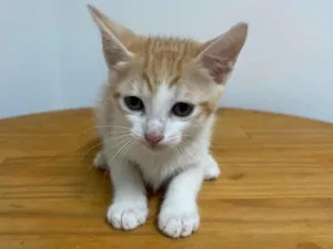 Gato raça SRD-ViraLata idade Abaixo de 2 meses nome Marrie